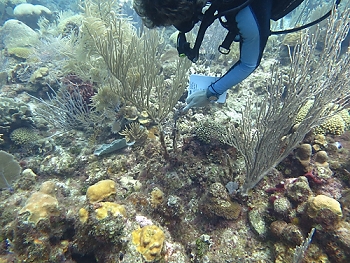 Tony points to a seahorse<br>September 27, 2015